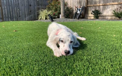 Discover the Benefits of Pet-Friendly Artificial Turf for Your Furry Friends