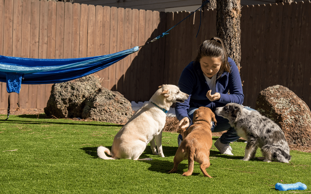 How to Install Artificial Turf for Dogs: The Ultimate Guide for Pet Owners