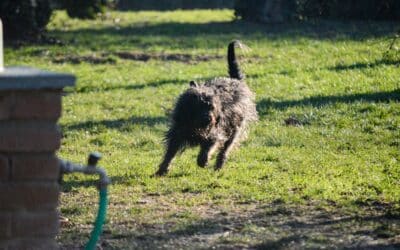 From Muddy Mess to Usable Space: Reimagining Your Yard