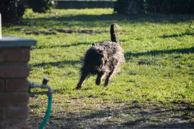 From Muddy Mess to Usable Space: Reimagining Your Yard