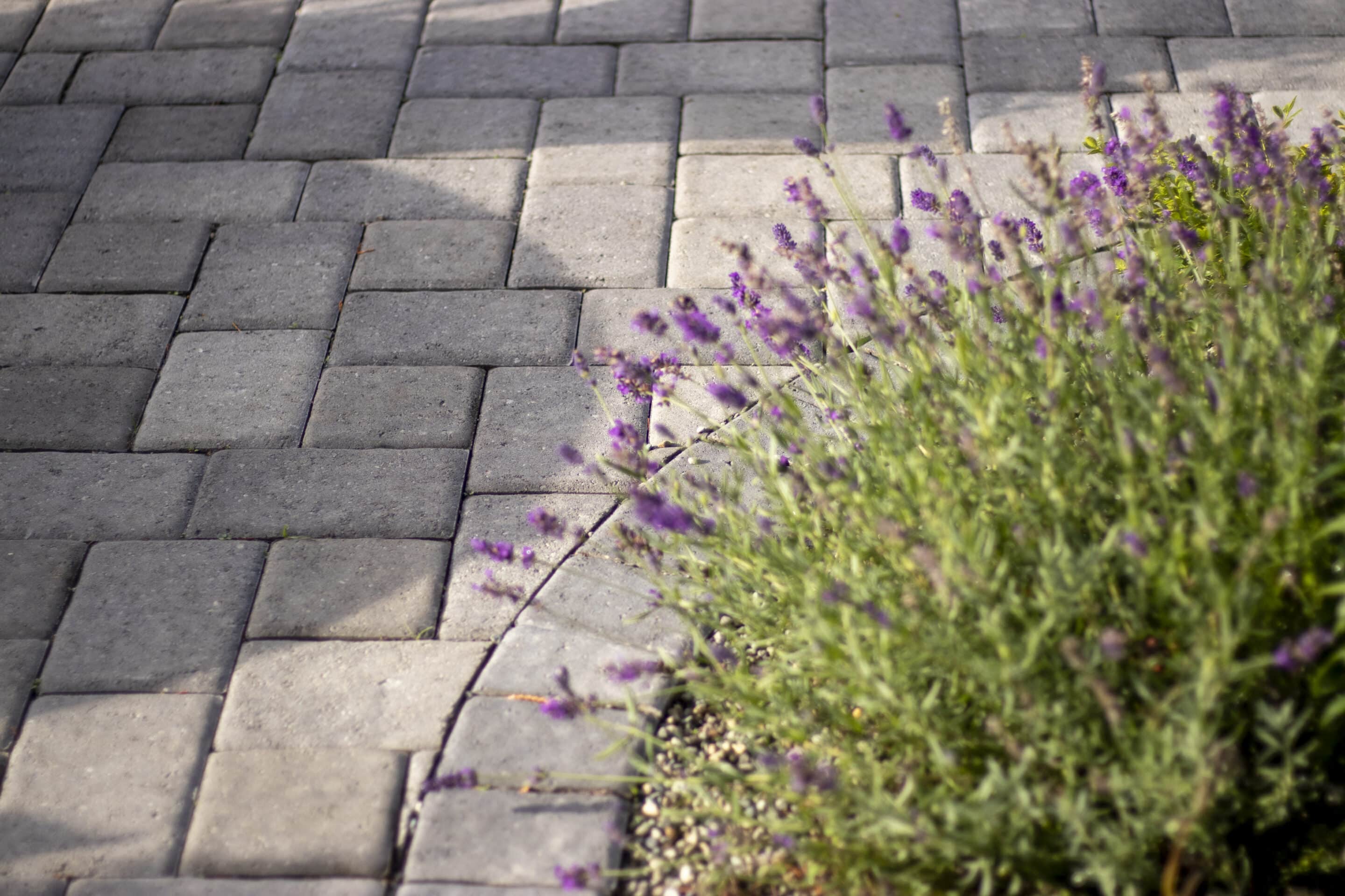 Paver patio